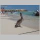 2. een bruine pelikaan op het strand.JPG